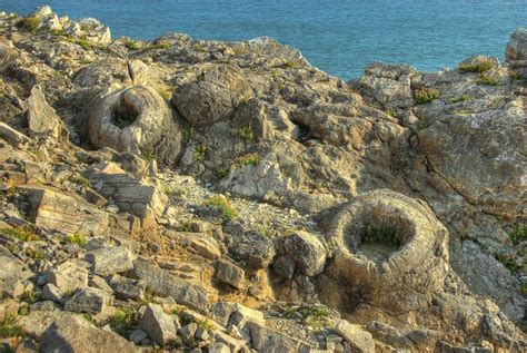 Fossil Forest West Lulworth Dorset © Julian Dowse Cc By Sa20