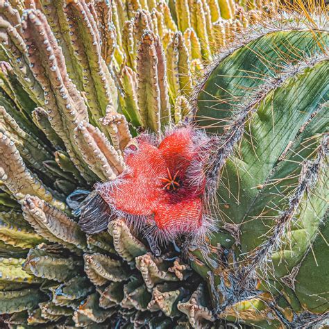 Cactus and succulent journal, (abreviado cact. Naina.co-Huntington-Botanical-Garden-Los-Angeles-EyesForLA ...