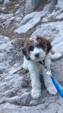 The goldendoodle gained popularity in the 1990's, and breeders soon began developing a smaller goldendoodles by introducing the mini. Goldendoodle-Poodle (Standard) Mix puppy for sale in ...