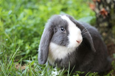 Pros and cons of pet rabbits. Life Spans of Different Rabbit Breeds You Must Know - Pet ...