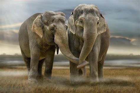 Elephants In Love Elephant Elephant Love Animals