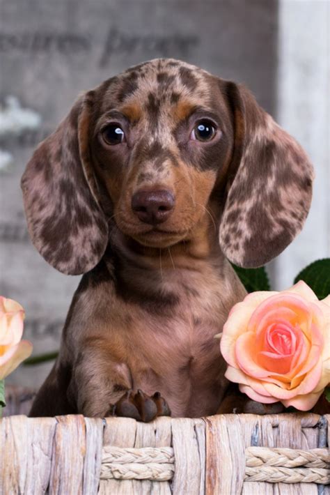 Check spelling or type a new query. Dachshund puppy brown tan merle color and roses flower #dachshund puppy brown tan merle color ...