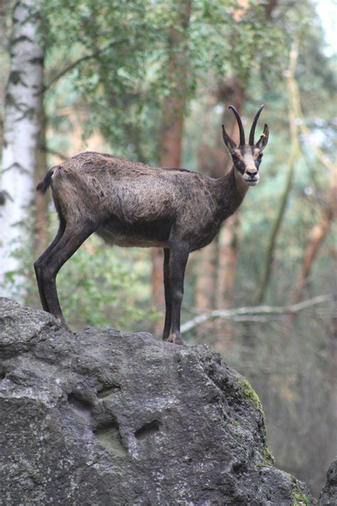 Ilmaisia Kuvia Luonto Eläin Villieläimet Villi Sarvi Nisäkäs