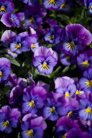 Perennial Full To Part Sun Violapansy Lilac Gardening