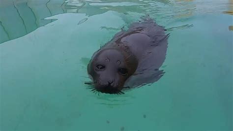 Russia Adorable Seal Pup Nicknamed His Fatness Goes Viral For His