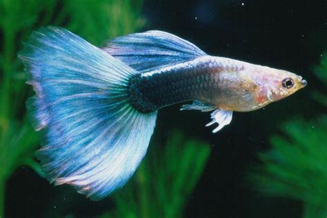 My PotoGeRai-P: guppy fish