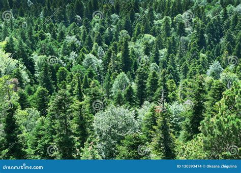 Evergreen Forest Spruces Firs And Pine Trees Stock Photo Image Of