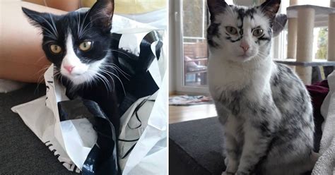 Kitten With Vitiligo Slowly Transforms From Black To White Kitten