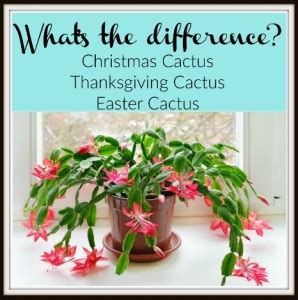 See more ideas about easter cactus, christmas cactus, thanksgiving cactus. What's in a Name? Christmas Cactus, Thanksgiving Cactus ...