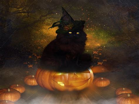 ~halloween Black Cat~ Hd Desktop Wallpaper Widescreen