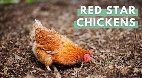 Red Star Chicken Breed Guide All You Need To Know