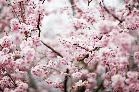 Close Up Of Cherry Blossoms In Spring Stock Photo Dissolve