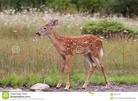 White Tailed Deer Fawn Odocoileus Virginianus Walking In The Forest