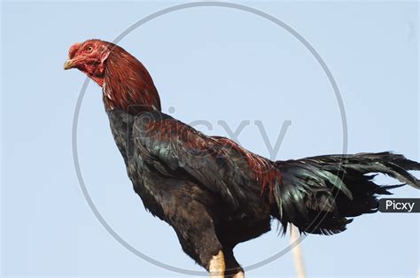 image of indian red cock or hen vv679621 picxy
