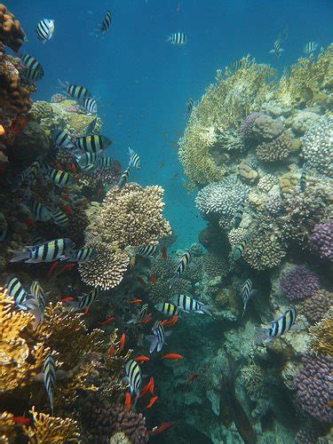 The Best Red Sea Dive Spots Aquaviews
