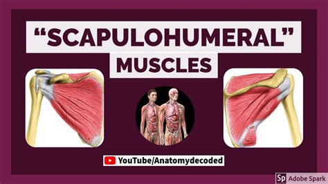 Scapulohumeral Muscles Muscles Around The Shoulder Anatomy Decoded