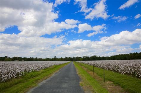 Sweet Southern Days The Cotton Fields Of South Georgia