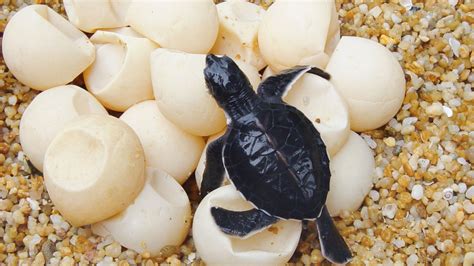 How Long Does It Take For Turtles Eggs To Hatch The Turtle Hub