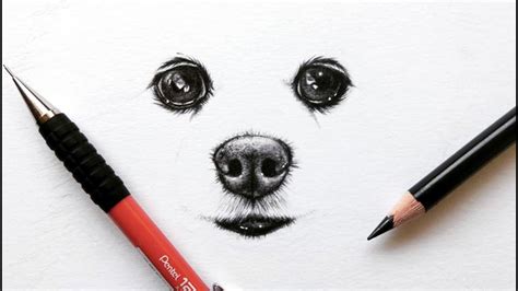 Dog Eyes Drawing Easy Photos Drawing 99