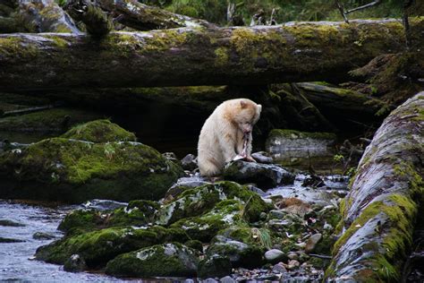 Best Time To See Spirit Bears In British Columbia 2024 Roveme