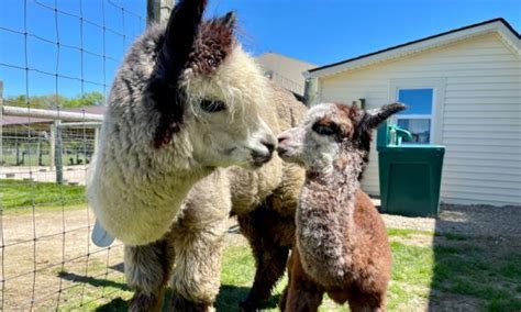 12 Petting Zoos In Northeast Ohio Best Fun On The Farm Experience