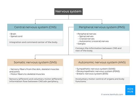 Sympathetic Nervous System Definition Anatomy Function Kenhub