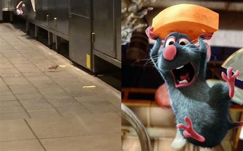 Watch Mouse Scoffing A Chippie In A Maccas Is Australias ‘ratatouille