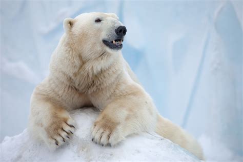 Wallpaper Polar Bear Antarctica Bear Animals 8555