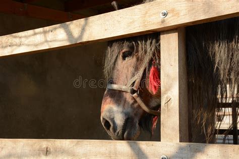 Beautiful Horse On A Ranch Head Closeup Stock Image Image Of Corral