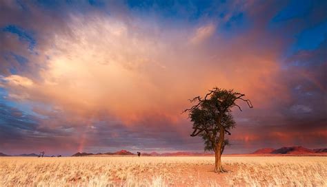 Namibrand Nature Reserve Namibia Landscape Photo Of An Acacia Tree