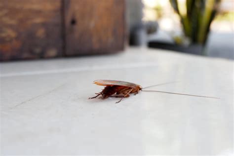 What Are Cockroaches Really Doing In Your Home Agj Pest Management Pest Management Specialists