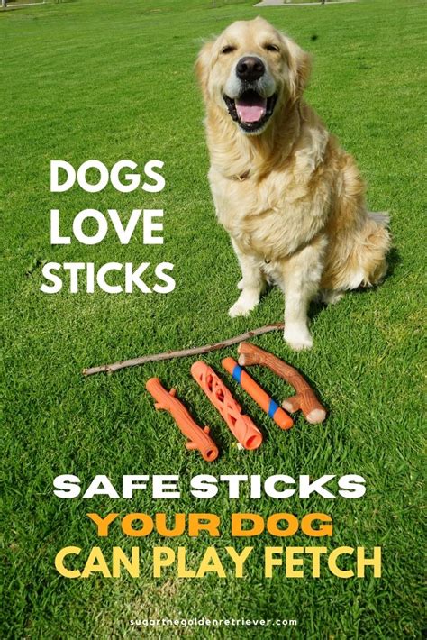 Dogs Love Sticks Safe Sticks Your Dog Can Play Fetch Golden Woofs