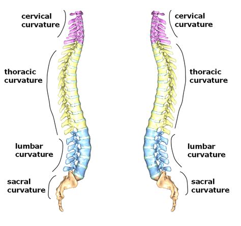 Vertebral Column Curves Of The Vertebral Column Vrogue