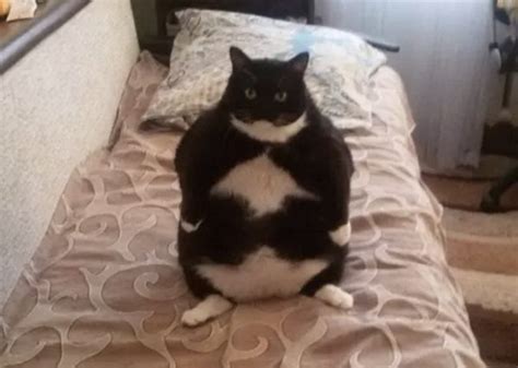 This Fat Cat Has An Upvote On Its Stomach Rfunny