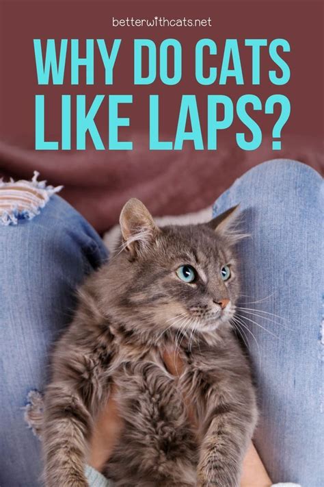 Why Do Cats Like Laps Explained Cat Parenting Cat Activity Cats