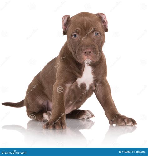 Adorable Chocolate Brown Pit Bull Puppy Stock Photo - Image: 41838874