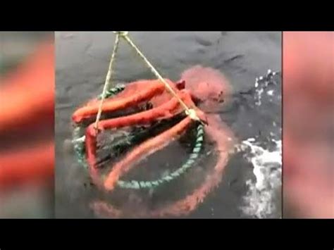 Video Shows Massive Octopus Clinging To Prawn Trap In British Columbia
