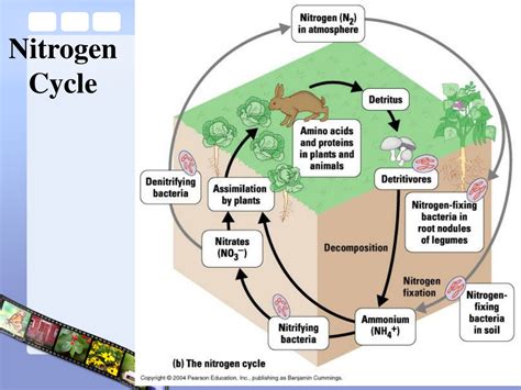 Ppt 3 3 Cycles Of Matter Powerpoint Presentation Free Download Id