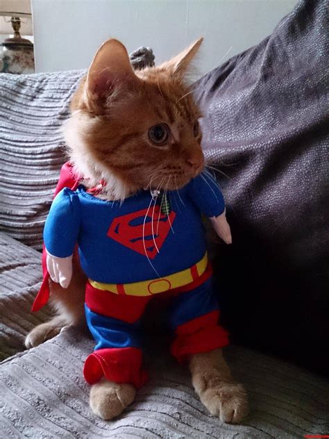A Cat Wearing A Superman Costume Sitting On Top Of A Bed