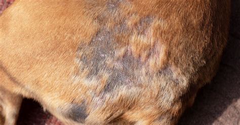 Common Skin Problems In Dogs And How To Treat Them 2023