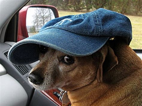 Fun Pictures Of Dogs Wearing Hats