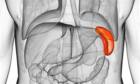 What Causes An Enlarged Spleen Cary Gastroenterology Associates