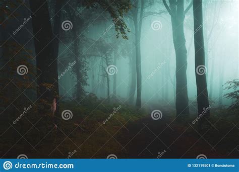 Creepy Dark Foggy Forest During An Autumn Morning Stock Image Image