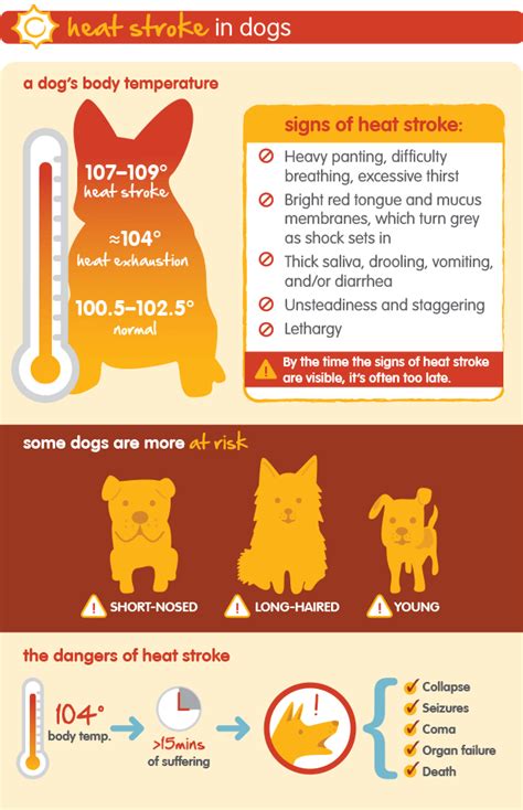 Keep Your Pet Safe From Heat Stroke Middlehope Veterinary Hospital