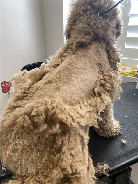 Goldendoodle Teddy Bear Haircut Grooming Tips — Matthews Legacy Farm