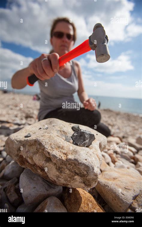 Fossil Hunting At Charmouth Beach On The Jurassic Coast Dorset Uk
