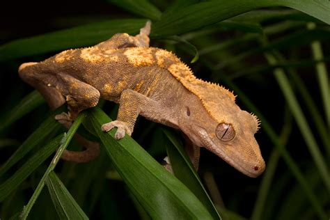Crested Gecko Rhacodactylus Ciliatus Photograph By David Kenny