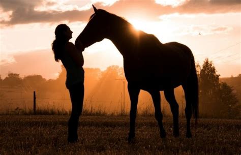 Are Horses Loyal What Research Says