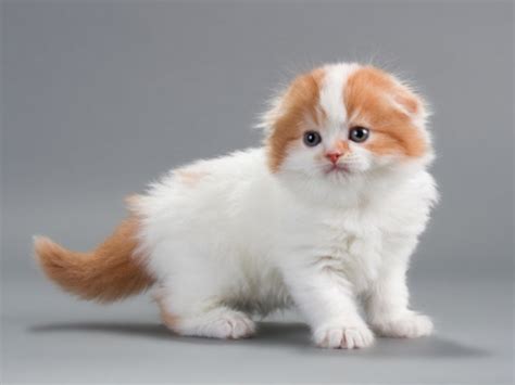 30 Most Stunning White Scottish Fold Pictures And Photos