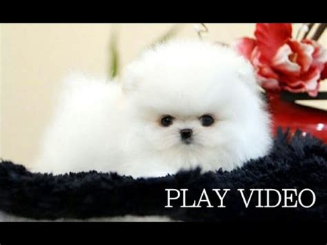 Thinking of adopting a teacup pomeranian? So cute teacup white pomeranian for sale! teacup puppy for ...